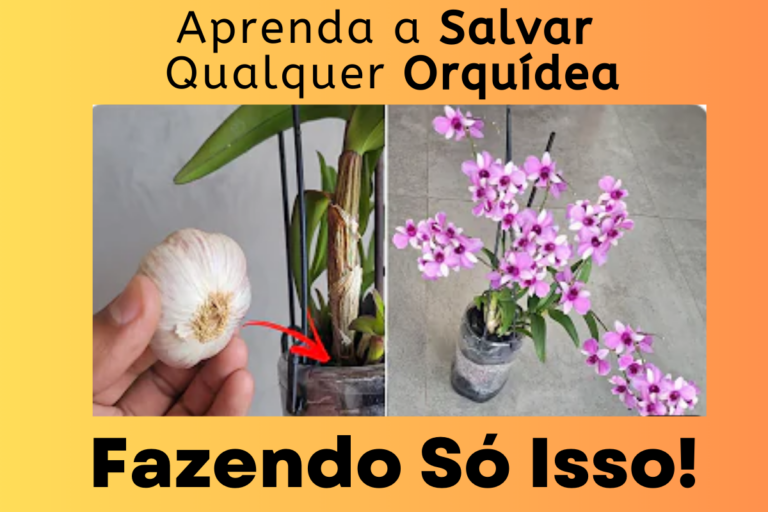 Aprenda Salvar Qualquer Orquídea Fazendo Só Isso!